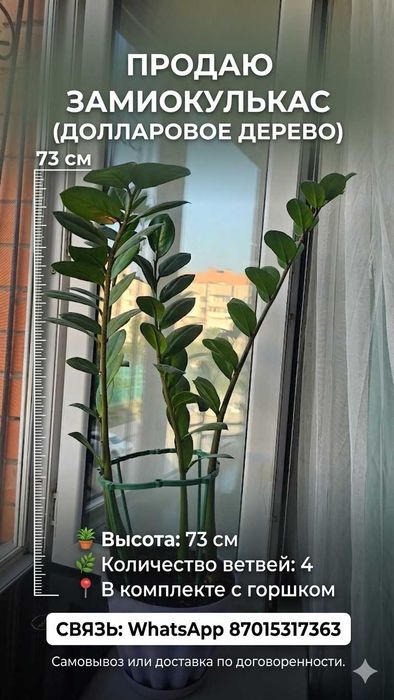 Продам цветы замиокулькас