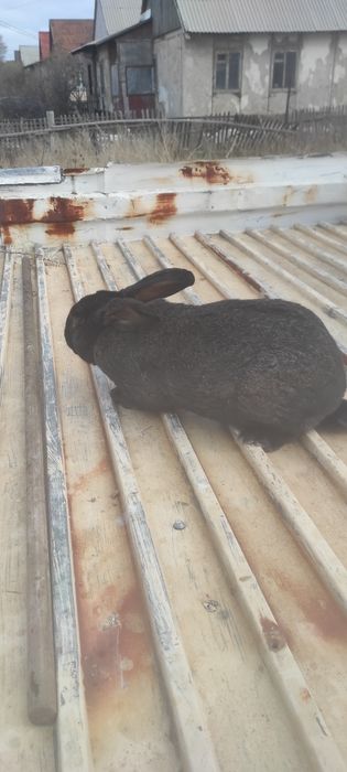 Продам взрослых кролей