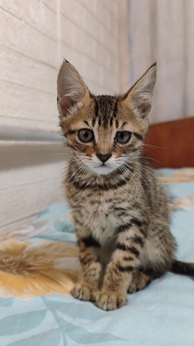 Котенок бесплатно мальчик