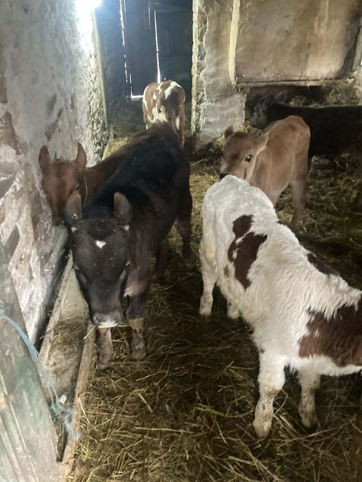 Продавам шест мъжки месодаини  телета