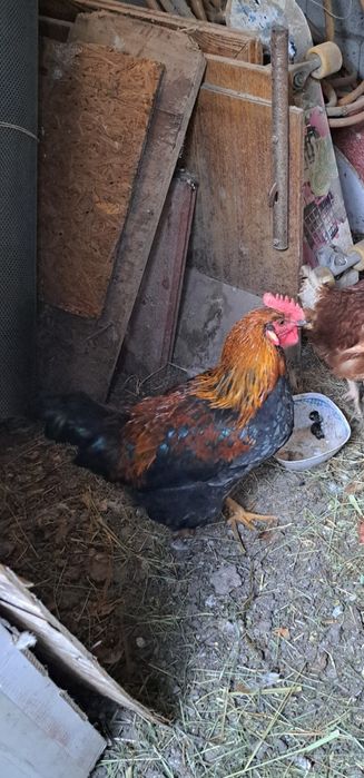 Продам два петуха по 4000т