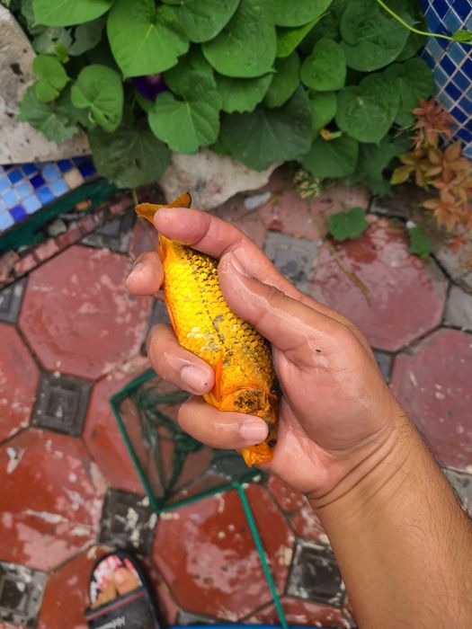 Koi koya koi koya baliq