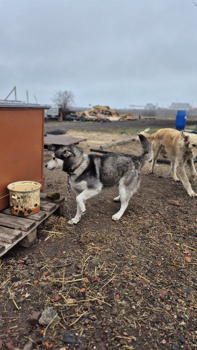 Хаски в знающие руки