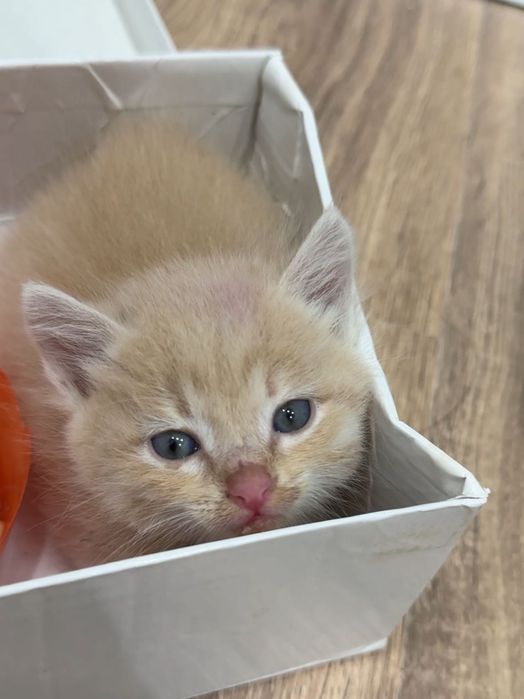 Отдам котенка в добрые руки