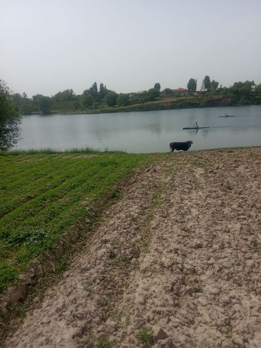 Уй Ховли Участка Дача ТАШМОРЕ