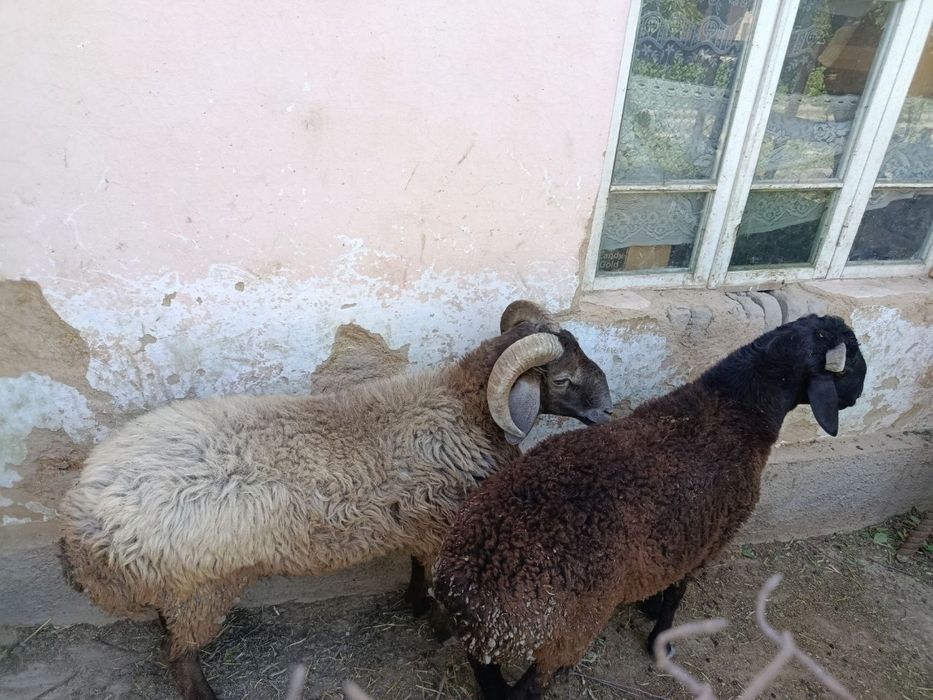 Qo’chqor lar ikkta