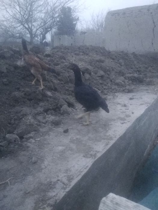 Dakan joʻjalar sotiladi