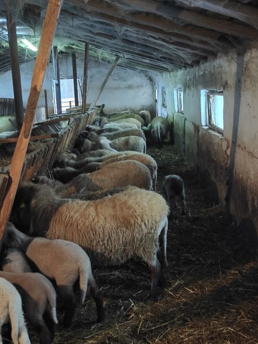 Vând 70 de oi cu mieii lângă ele