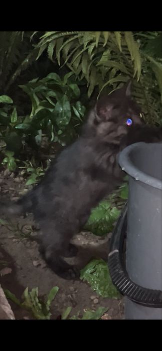 котята бесплатно