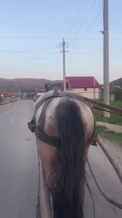 Vand manza de 3 ani învățat