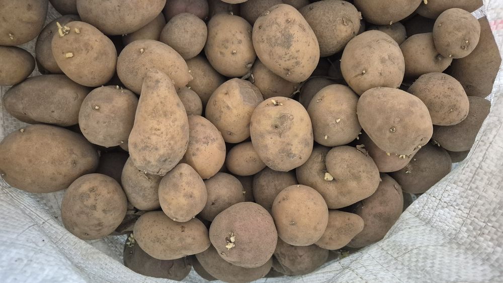 Продам Картошка картофель