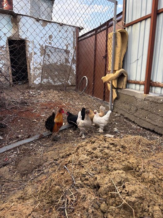 карликовые куры семейка