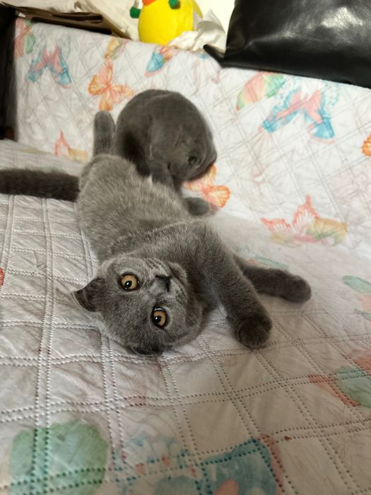 Puiuti scottish fold