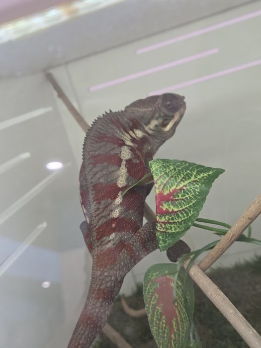 Furcifer pardalis cameleon