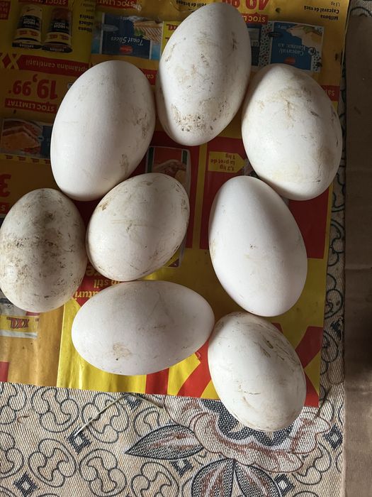 Oua de gâscă pentru incubat