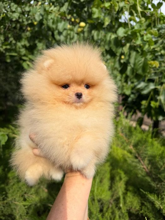Шпицы щеночки готовы к переезду