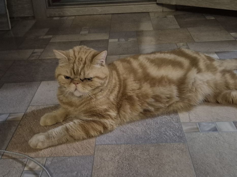 Продается котик в добрые руки