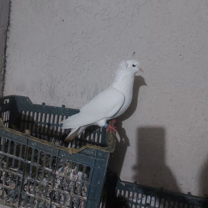 Бели чубати бровястые самец