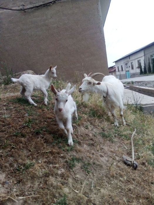 Eshki sogladi 2 litr sut beradi 2 ta erkak bolasi bor yaxshi