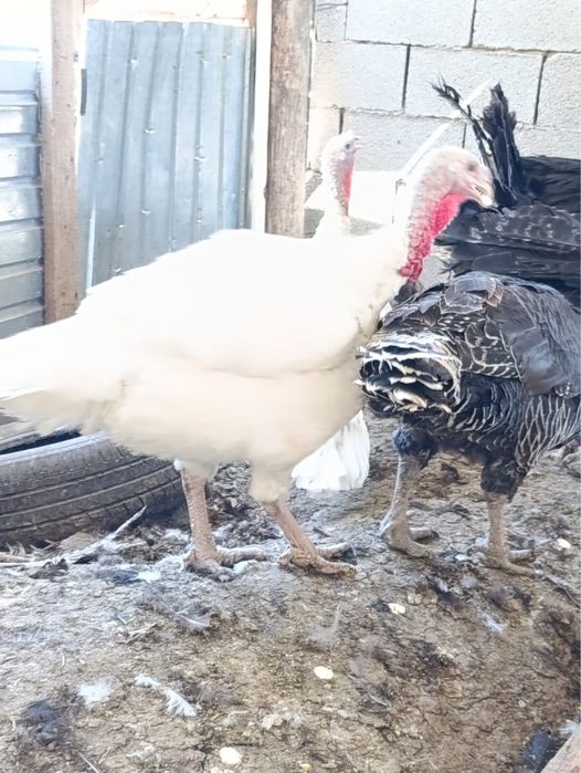 Продам индюки ,,,