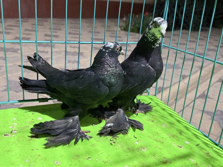 Голуби пара гулсарей