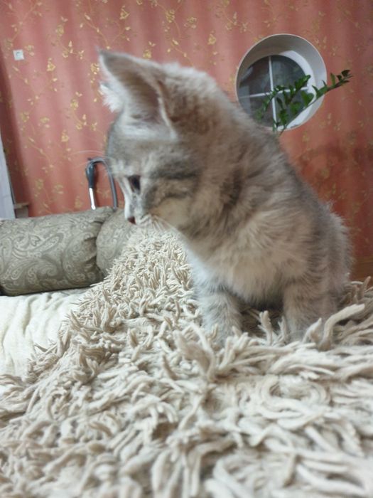 Маленький и ласковый котенок
