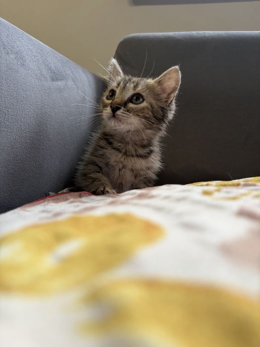 Котята  деврчки срочно ищут дом!
