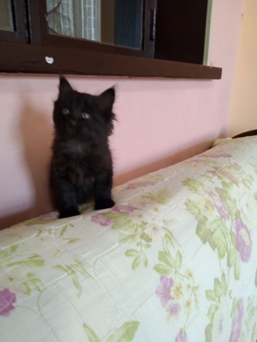 Отдам в добрые руки котят