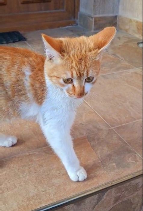 Мъжко коте на 7 месеца  търси своя дом