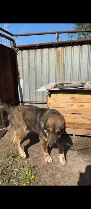 Вязка САО Тобет Алабай