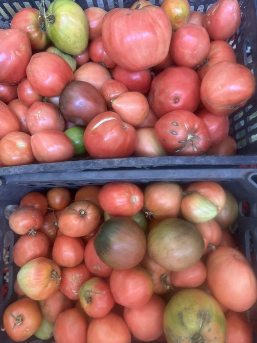 Продам дачный помидоры
