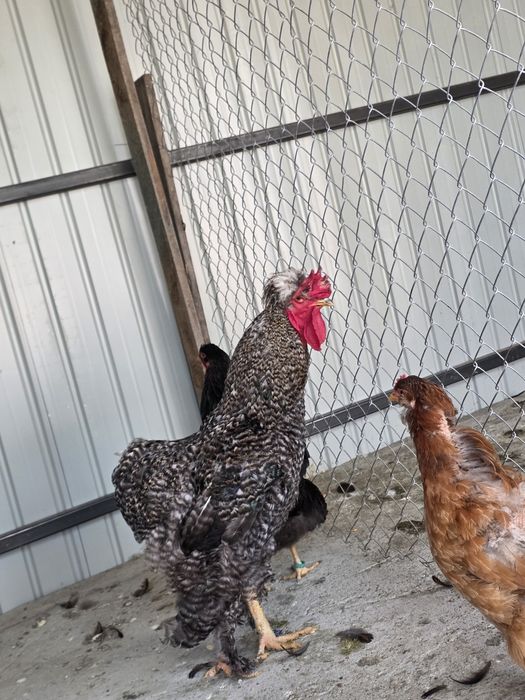 Cocoș porumbac metis brahma și familie 2+1 brahma herminat deschis