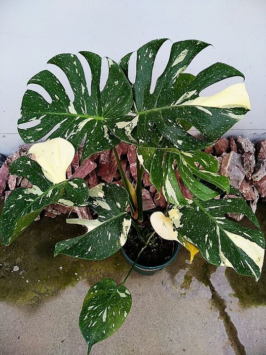 Продается Монстера Тайское Созвездие.