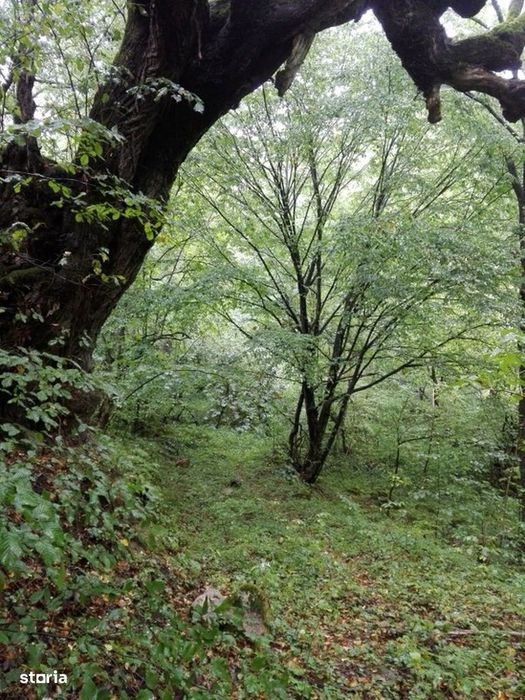 Proprietate rară în inima Retezatului – 5.700 mp teren intravilan