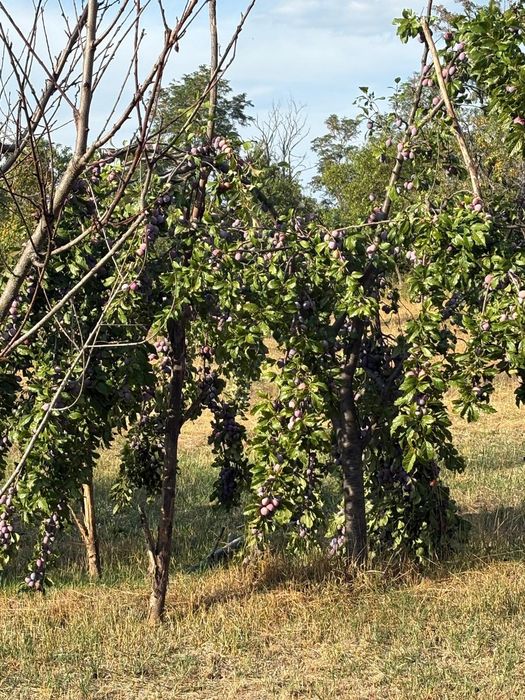 Prune de vanzare,nestropite de loc-proaspete și naturale