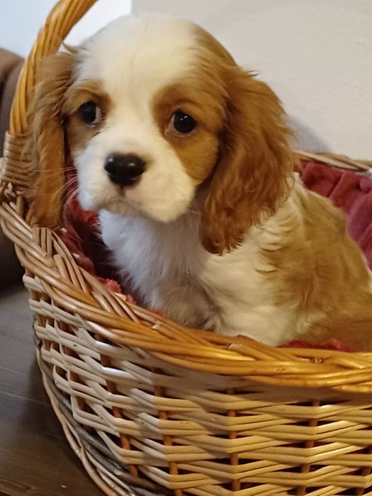 Catelusa Cavalier King Charles