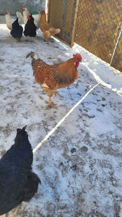 Продам молодых петушков