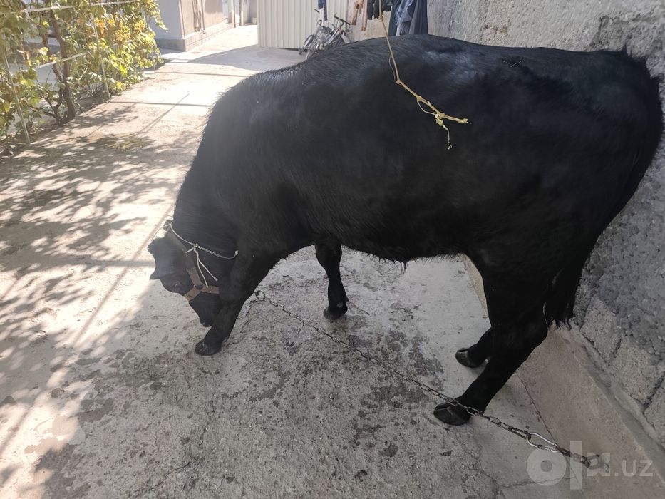 Gunajin sotiladi paroda angus