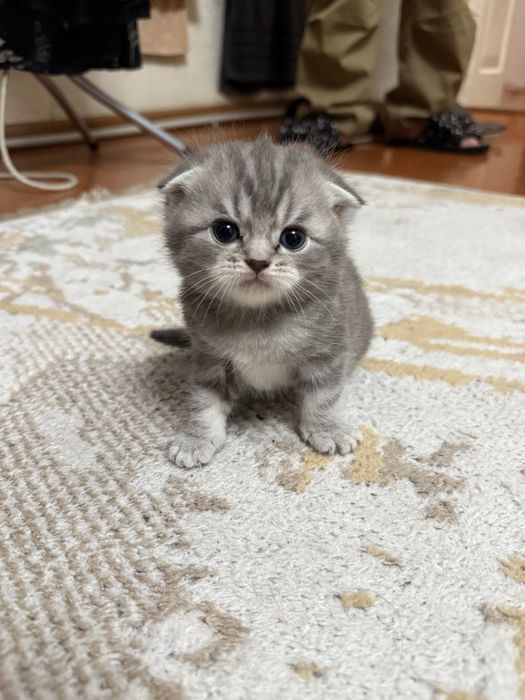 Котята, Скоттиш фолд, котенок