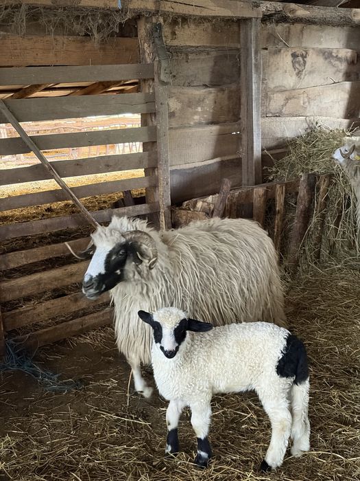 De vanzare oi cu miei