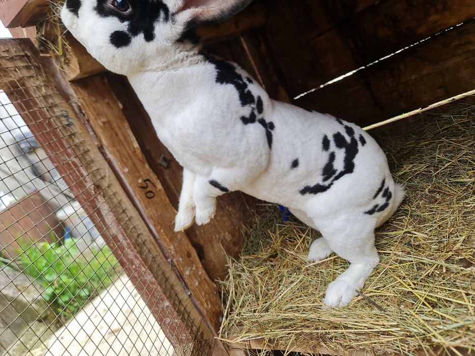 Iepurite Rex și mascul Rex