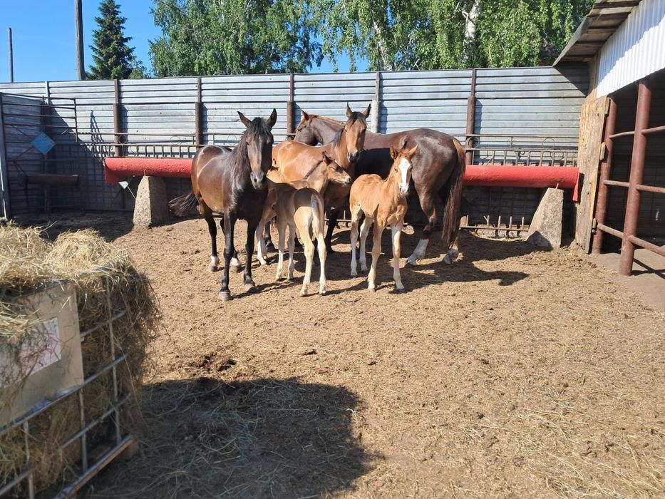 Продам Российских кобыл с жеребятами