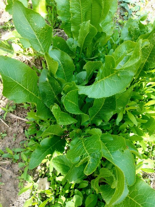 Продам кусты хрена и Мелиссы