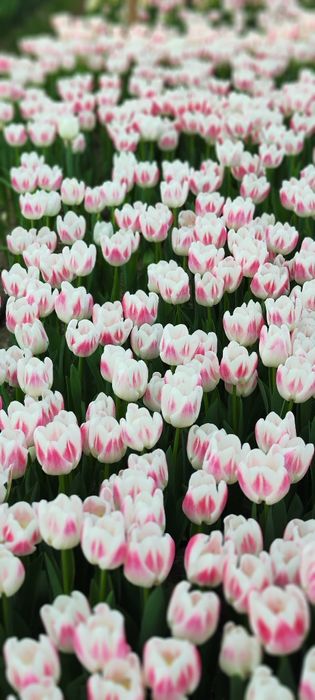 Тюльпаны оптом местные