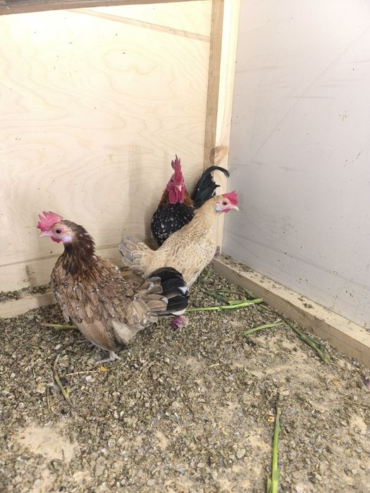 Карликовые куры бентамка