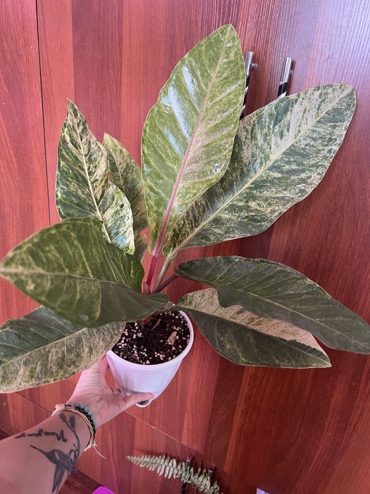 Антуриум вариегатный