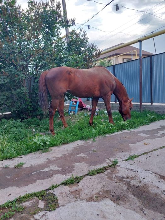 Лошадь Жеребец Производитель