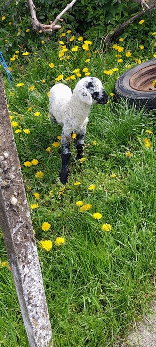 Vand 3 miei    de câteva zile