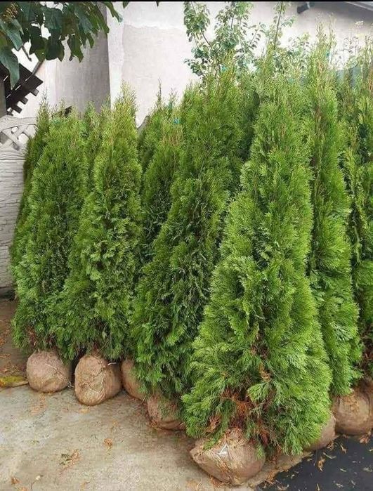 Vând tuia leylandii chiparos