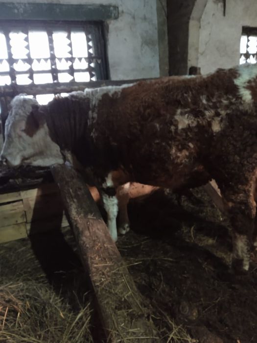 Продам быка Симментальской породы